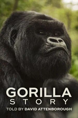 A Gorilla Story Told by David Attenborough (2026) เล่าเรื่องกอริลลา โดยเดวิด แอทเทนเบอเรอห์ [ พากย์ไทย HD ]